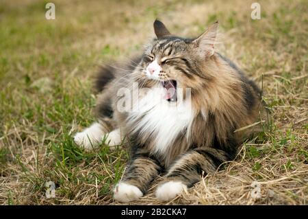 Nahaufnahme einer gähnenden norwegischen Waldkatze auf dem Gras outdoor.calm und entspannen. Lustige Katze Stockfoto