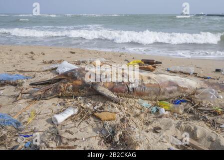 Delphin, der von den Wellen geworfen wird, liegt am Strand und ist von Plastikmüll umgeben. Flaschen, Beutel und andere Kunststoffschutt in der Nähe von ist ein totes Delphin am Strand. Plastische Verschmutzung tötet Meerestiere Stockfoto