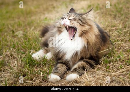 Nahaufnahme einer gähnenden norwegischen Waldkatze auf dem Gras outdoor.calm und entspannen. Lustige Katze Stockfoto