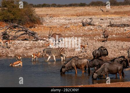 Wildebeest, Zebra, Gemsbok und Springbok am Okaukuejo Wasserloch, Etosha National Park, Namibia Stockfoto