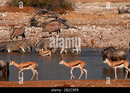 Wildebeest, Zebra, Gemsbok und Springbok am Okaukuejo Wasserloch, Etosha National Park, Namibia Stockfoto