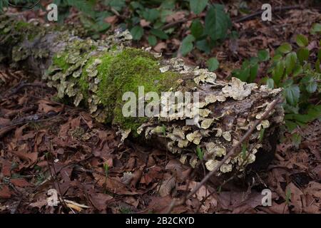 Ein umgestürzter Baum mit Moos und Flechten auf Bainbridge Island, Washington, USA. Stockfoto