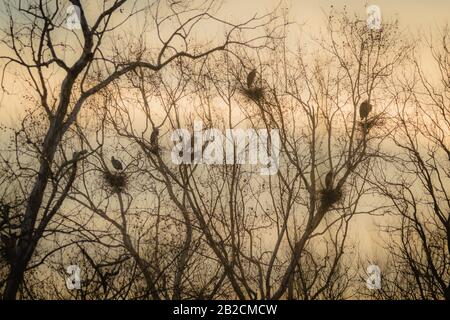 Great Blue Heron verbrachte den Tag in Disney, Oklahoma 2020 Stockfoto