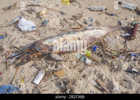 Delphin, der von den Wellen geworfen wird, liegt am Strand und ist von Plastikmüll umgeben. Flaschen, Beutel und andere Kunststoffschutt in der Nähe von ist ein totes Delphin am Strand. Plastische Verschmutzung tötet Meerestiere Stockfoto