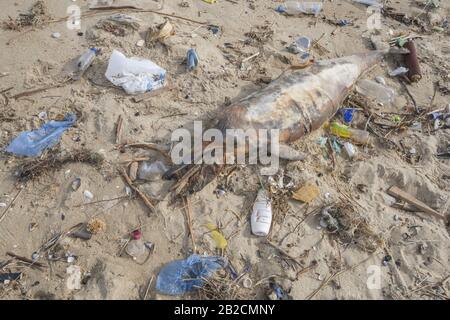 Delphin, der von den Wellen geworfen wird, liegt am Strand und ist von Plastikmüll umgeben. Flaschen, Beutel und andere Kunststoffschutt in der Nähe von ist ein totes Delphin am Strand. Plastische Verschmutzung tötet Meerestiere Stockfoto