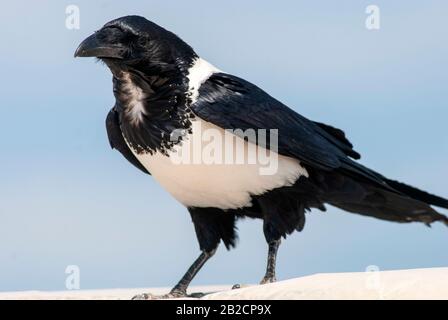 Pied Crow (Corvus albus) auf dem Dach eines Safari-Trucks am Salvadora-Wasserloch, Etosha-Nationalpark, in Namibia Stockfoto