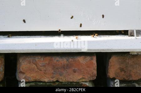 Honigbienen in Irland, die einen traditionellen Holzbienenstil auf einem Ziegelsockel betreten und verlassen. Stockfoto