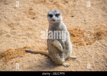 Meerkat steht auf dem Blick auf die Kamera Stockfoto