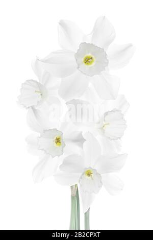 Narcissus 'Tresamble' - Narzissen auf weißem Hintergrund Stockfoto