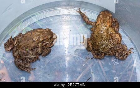 Kröten (Bufo bufo), die in Amplexus bei einer Krötenübergangspatrouille gepaart wurden, zogen über eine belebte Straße in Sicherheit, Wildtierschutz, Großbritannien Stockfoto