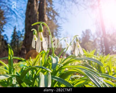 Im Frühjahr blüht der Schneefall. Erste Frühlingsblume. Stockfoto