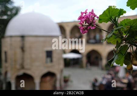 Blume im Büyük Han, der größten Karavansarai auf der Insel Zypern Stockfoto