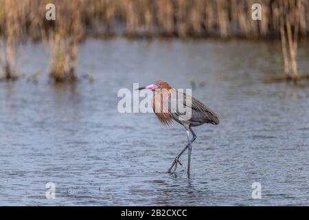 Ein züchterischer Erwachsener, der dunkel morph Rötlicher Egret (Egretta rufescens) in den Gewässern des Merrrit Island National Wildlife Refuge, Florida, USA, weht. Stockfoto