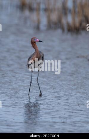 Ein züchterischer Erwachsener, der dunkel morph Rötlicher Egret (Egretta rufescens) in den Gewässern des Merrrit Island National Wildlife Refuge, Florida, USA, weht. Stockfoto