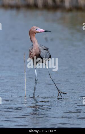 Ein züchterischer Erwachsener, der dunkel morph Rötlicher Egret (Egretta rufescens) in den Gewässern des Merrrit Island National Wildlife Refuge, Florida, USA, weht. Stockfoto