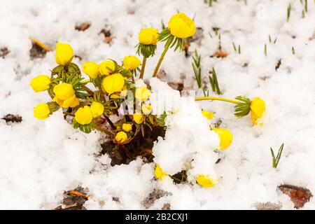 Pflanzen blühend Winter Aconite Eranthis hyemalis bedeckter Schnee, Winterblumen Stockfoto