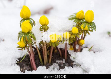 Winter Aconite Eranthis hyemalis Nahaufnahme Blumen bedeckt Schnee februar Blumen im Schnee Stockfoto