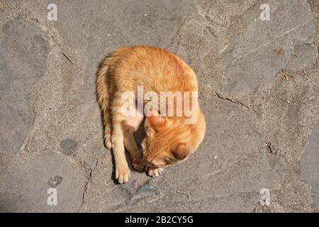 Direkt über Schuss gelber Katze auf den Boden Stockfoto