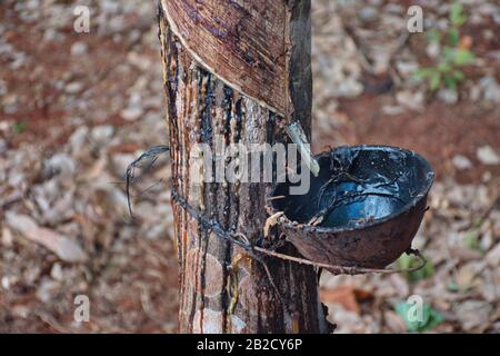 Durch Tippen auf Latex aus einem Gummibaum Stockfoto