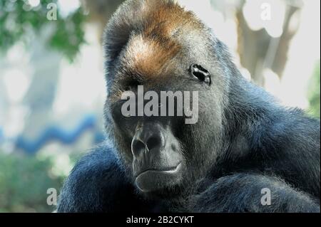 Nahporträt von Western Lowland Gorilla (Gorilla gorilla gorilla). Stockfoto