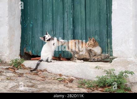 Lustige Katzenkätzchen spielen und jagen den Schwanz ihrer Mutter vor einer alten grünen Holztür in einer griechischen Gasse, auf Crete, Griechenland Stockfoto