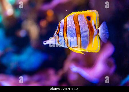 Copperband Butterflyfish (Chelmon Rostratus), im Allgemeinen bekannt als durchgesickerte Korallenfische Stockfoto