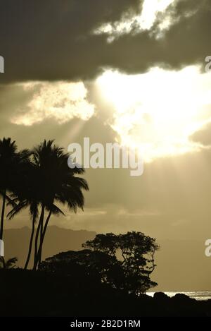 Dramatischer Sonnenuntergang, mit durchdringenden Wolken von Sonnenstrahlen, silhouettierten Palmen an der Küstenlinie am Nordufer von Oahu, Haleiwa, Hawaii, USA Stockfoto