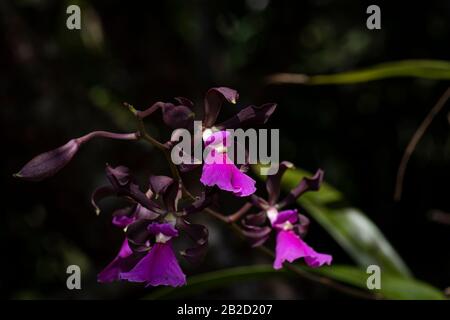 Purple Encyclia Cordigera Orchidee Nahaufnahme Foto Stockfoto