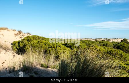 Nationalpark Doñana, Huelva Stockfoto