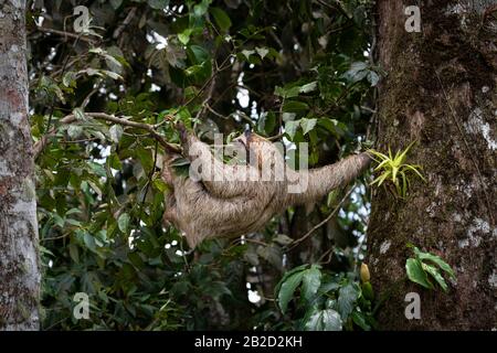 Braun-kehlige dreitochige Faultiere, die einen Baum klettern Stockfoto