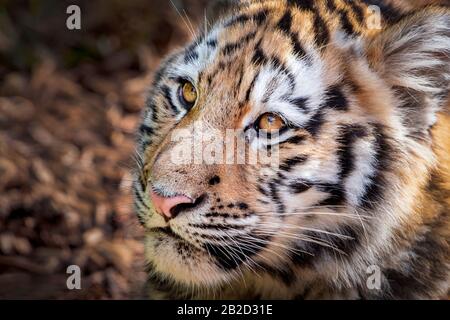 Männliche Amur (Sibirien) Tigerbaby Stockfoto