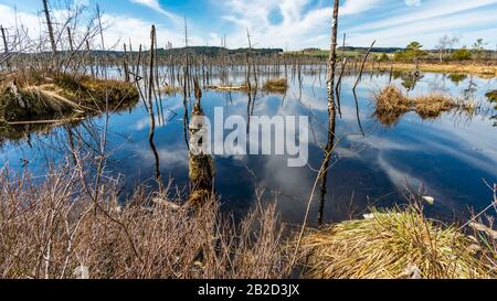 Ein paar Eindrücke aus dem größten Bog- und Naturreservat Süddeutschlands, dem Würzacher Ried bei Bad Würzach in Oberschwaben. Stockfoto