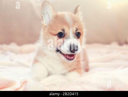 Portrait eines niedlichen Hundewelpen rot Corgi liegt auf einer weißen, flauschigen Decke und lächelt fröhlich Stockfoto