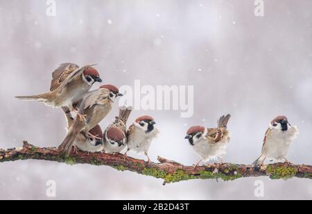 Flock kleiner lustiger Vögel sparrt auf einem Baumzweig im Wintergarten unter fallenden Schneeflocken und schwenkt ihre Flügel Stockfoto