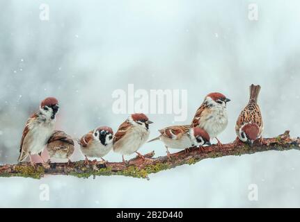 Viele kleine lustige Vogelsparren sitzen im Wintergarten unter fallenden Schneeflocken auf einem Baumzweig Stockfoto