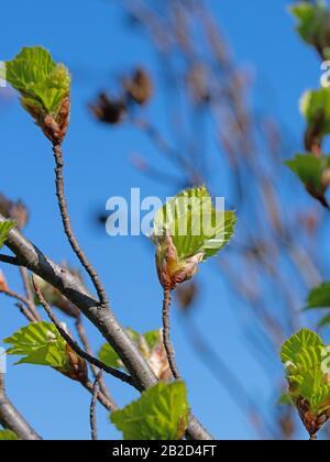 Junge Blätter der Europäischen Buche, Fagus sylvatica, im Frühjahr Stockfoto