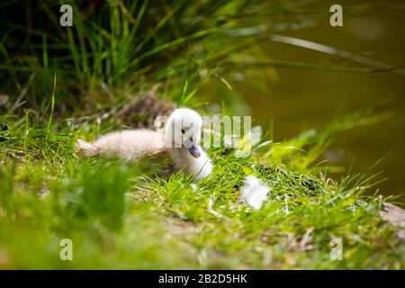 Schöne kleine weiße Schwanenküken in der Nähe von Wasser im Prager Park Stockfoto