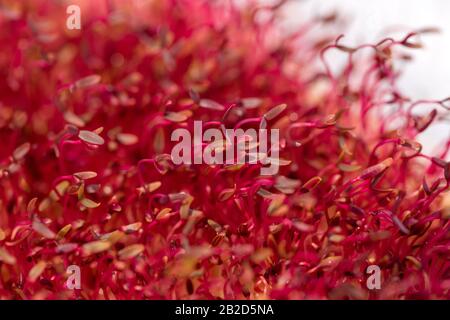 Makro-Rot-Amaranth-Mikrogreens, die in Innenräumen im Boden angebaut werden. Frisches natürliches Bioprodukt Stockfoto