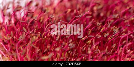 Makro-Rot-Amaranth-Mikrogreens, die in Innenräumen im Boden angebaut werden. Frisches natürliches Bioprodukt Stockfoto