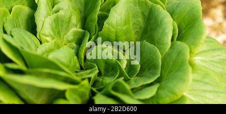 Maissalat, grüner Salat hinterlässt den Hintergrund. Foto: Valerianella locusta, Rapunzel Plant Food. Frisches natürliches Bioprodukt Stockfoto