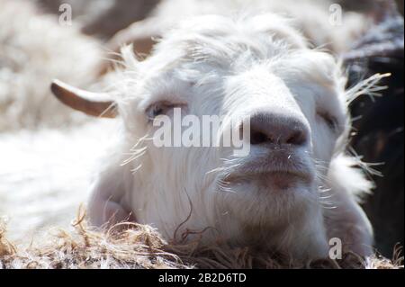 Weißem Kaschmir (Pashmina) Ziege von indischen Highland Farm in Ladakh Stockfoto