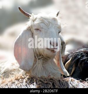 Weißem Kaschmir (Pashmina) Ziege von indischen Highland Farm in Ladakh Stockfoto