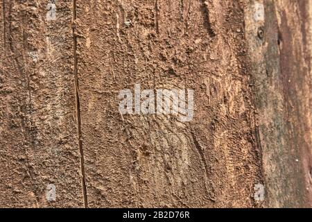 Textur der Baumrinde, die mit Mustern verziert ist, die von den Rindenkäfern übrig geblieben sind. Stockfoto