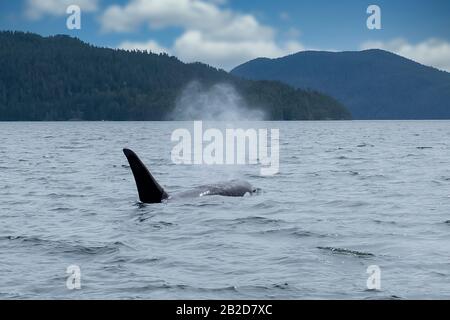 Killerwal in den Tofino-Bergen im Hintergrund, Blick vom Boot auf einen Killerwal. Stockfoto