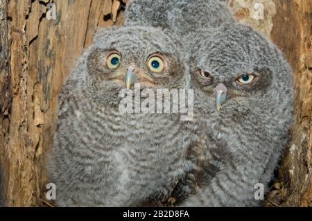 Eastern Screech Owl Babies, Owlets (Otus asio) Inside Tree Cavity, Nest, E USA, von Bill Lea/Dembinsky Photo Assoc Stockfoto