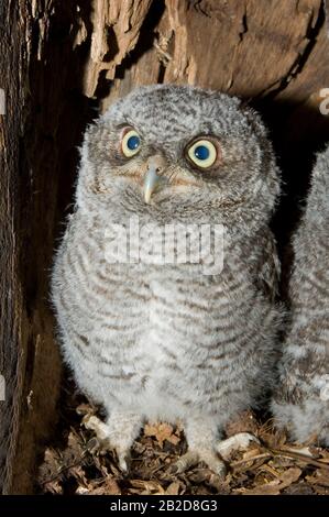 Eastern Screech Owl Babies, Owlets (Otus asio) Inside Tree Cavity, Nest, E USA, von Bill Lea/Dembinsky Photo Assoc Stockfoto