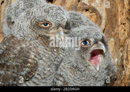 Eastern Screech Owl Babies, Owlets (Otus asio) Inside Tree Cavity, Nest, E USA, von Bill Lea/Dembinsky Photo Assoc Stockfoto