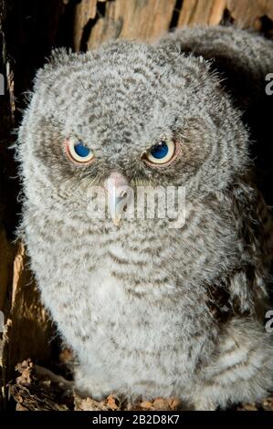 Eastern Screech Owl Babies, Owlets (Otus asio) Inside Tree Cavity, Nest, E USA, von Bill Lea/Dembinsky Photo Assoc Stockfoto