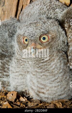 Eastern Screech Owl Babies, Owlets (Otus asio) Inside Tree Cavity, Nest, E USA, von Bill Lea/Dembinsky Photo Assoc Stockfoto