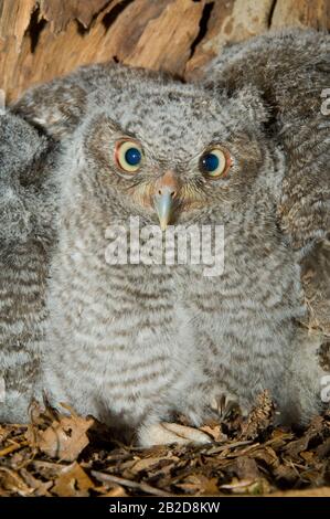Eastern Screech Owl Babies, Owlets (Otus asio) Inside Tree Cavity, Nest, E USA, von Bill Lea/Dembinsky Photo Assoc Stockfoto